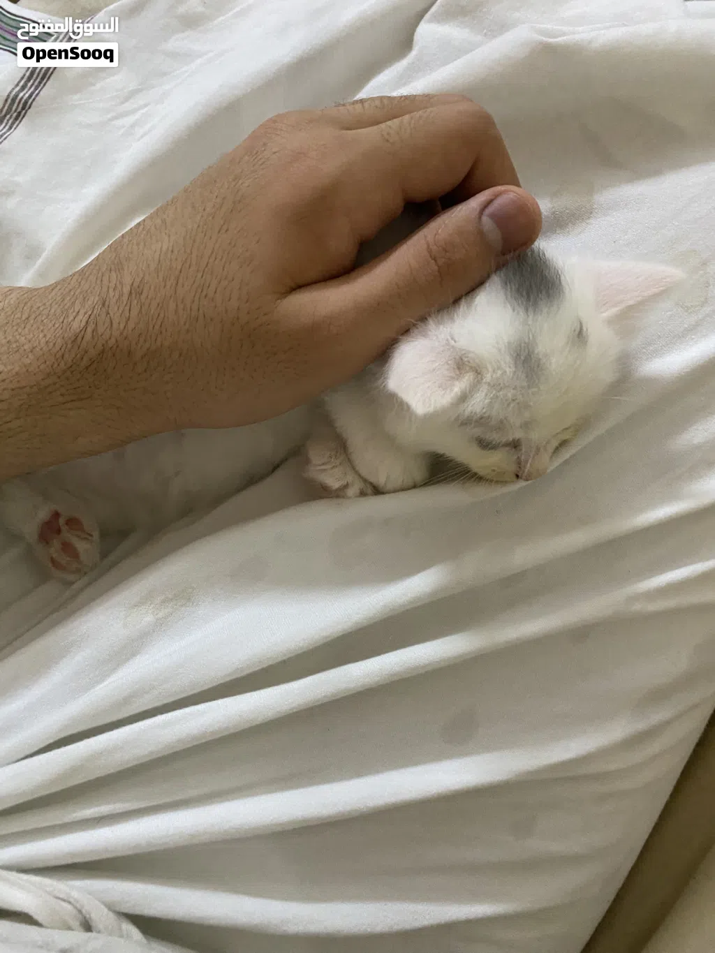قطط شيرازي