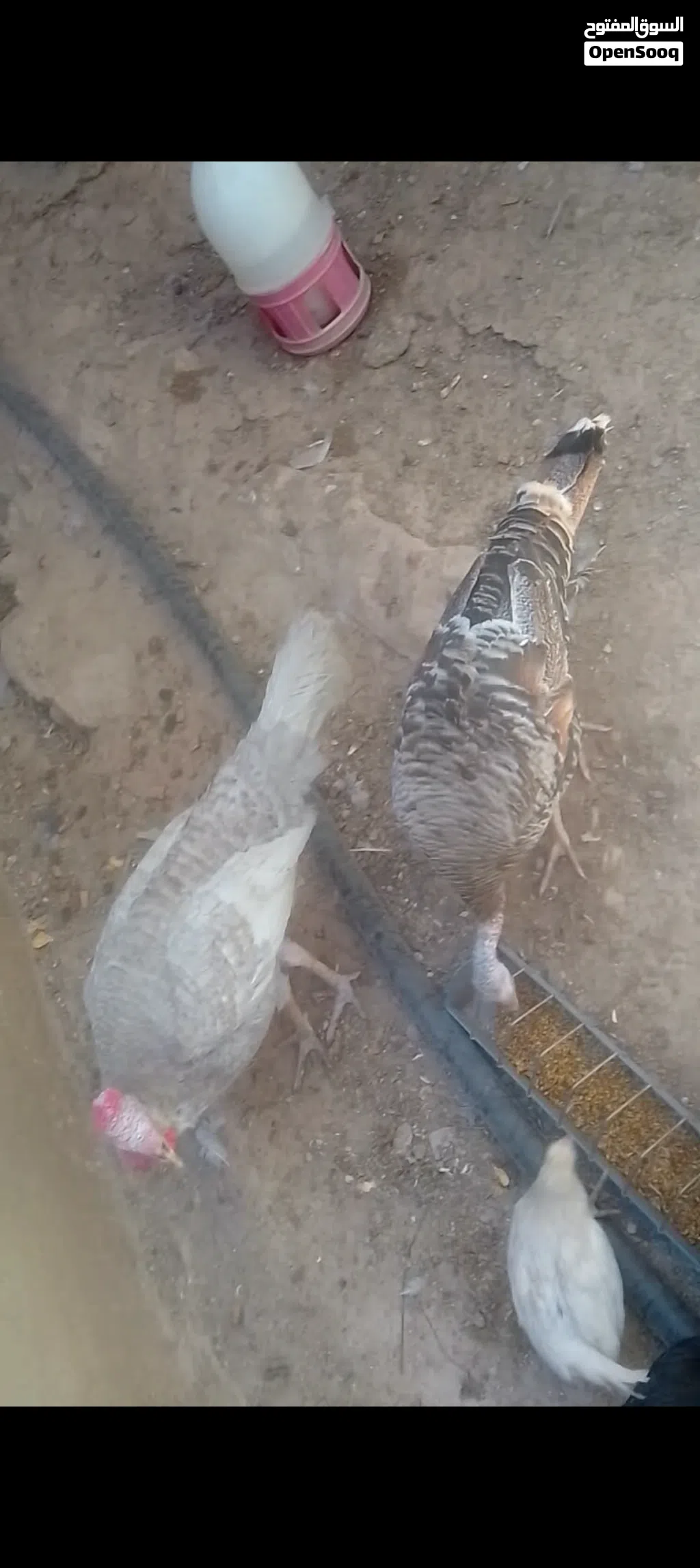 ديك حبش وجاجه للبيع