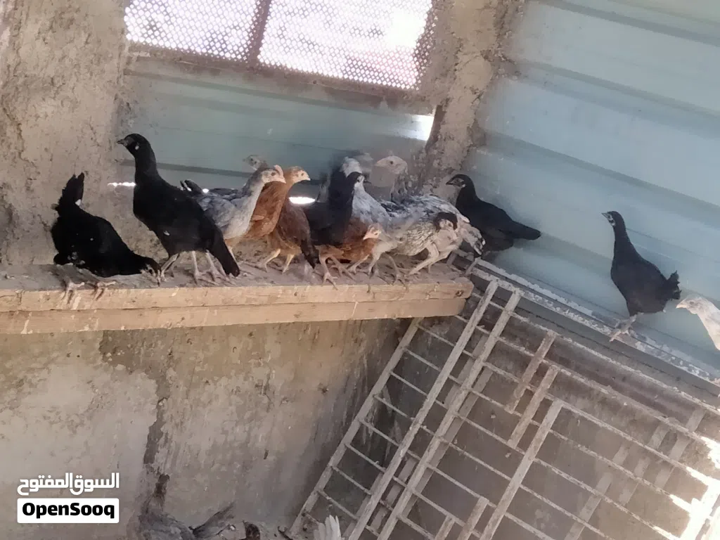 صيصان بلدي للبيع