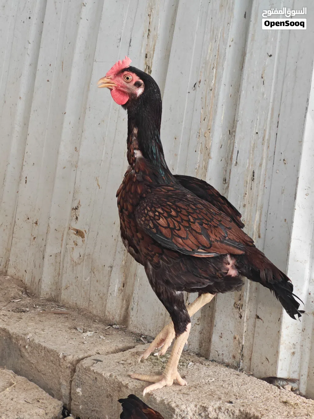 للبيع دجاج باكستاني