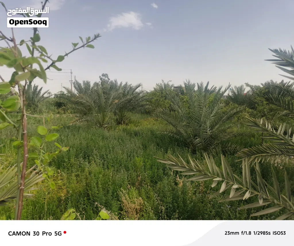 سلام عليكم بستان للبيع في ابو الخصيب العوجه طابو زراعي مساحه دونم ونبيلعك شكد ماتريد 1000او 2000