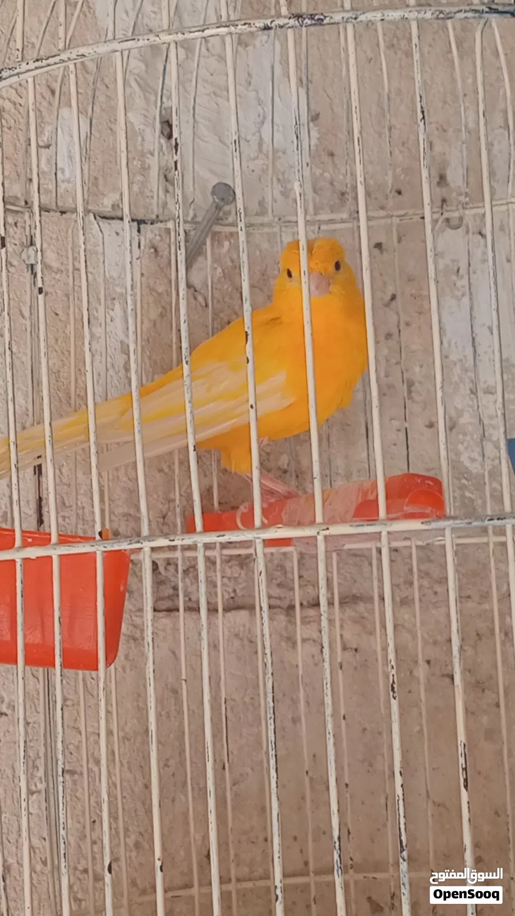 فحل كناري جزري مقنبر صلاة النبي........ ..........بسم الله الرحمن الرحيم............................
