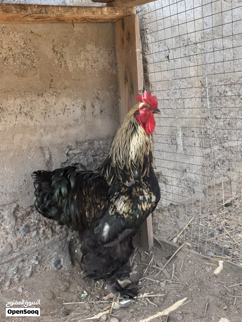 ديك كوشن عملاق