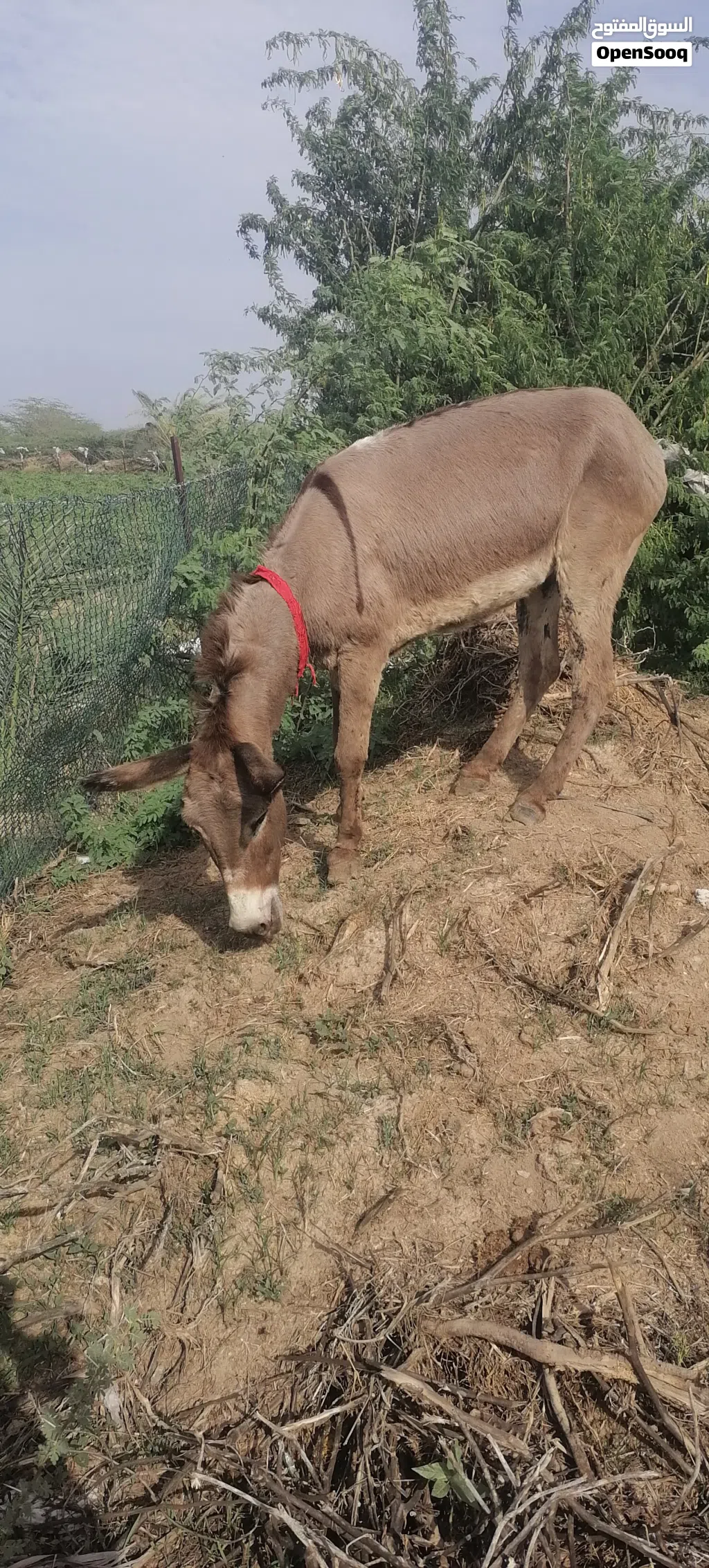 حماره للليع