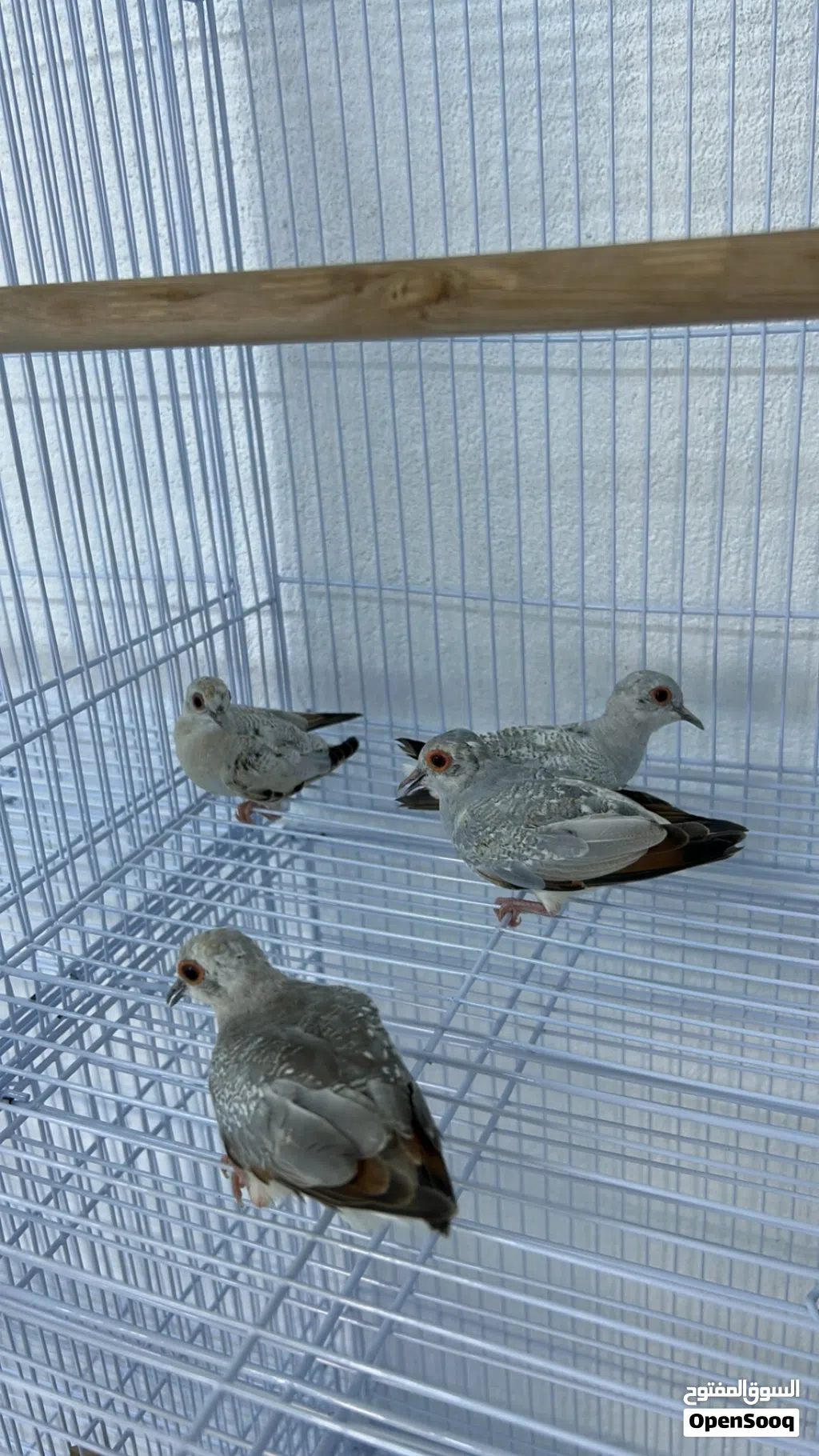 يمام الماسي للبيع