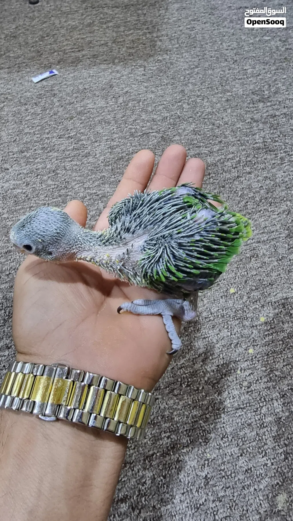 افراخ دره تبزيري