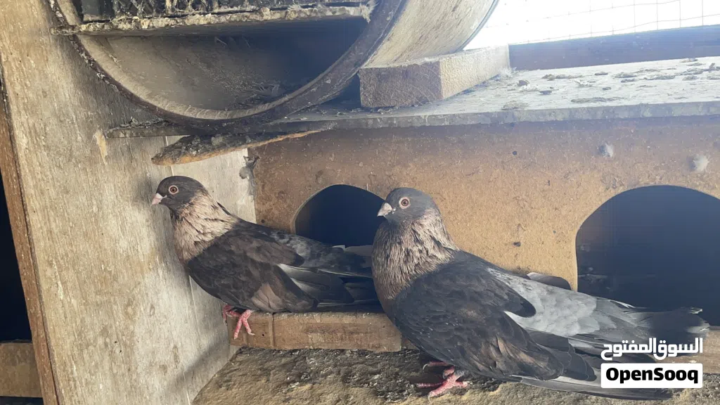 قص حمام ريحانى ذكر وأنثى