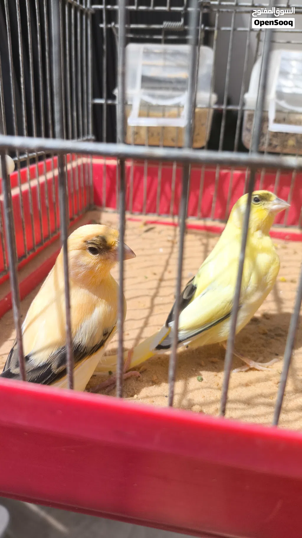 4 ذكورة كناري محليات ماشاء الله