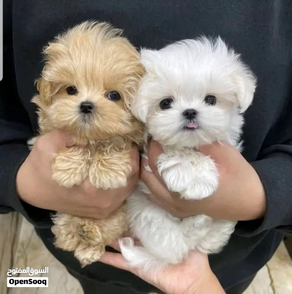 Maltese puppies