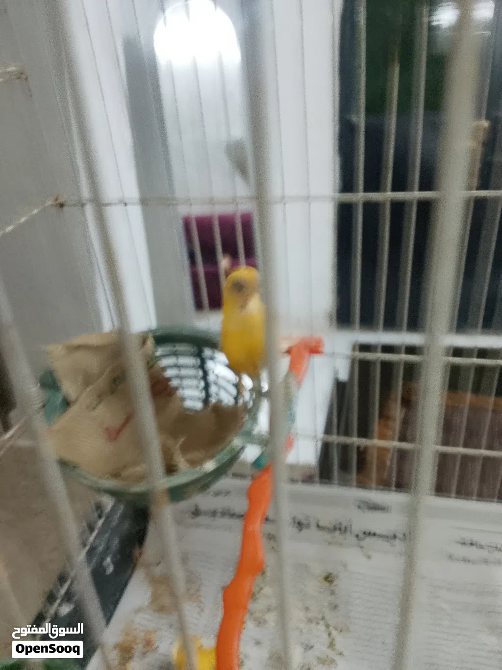 طيره كنار للبيع