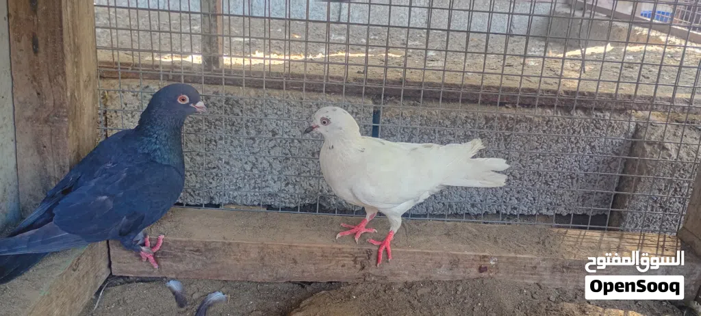 طيور الحمام ثلاث ازواج