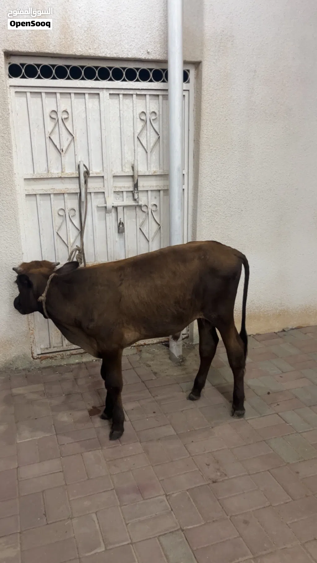 عجل العمر سنه وشهر