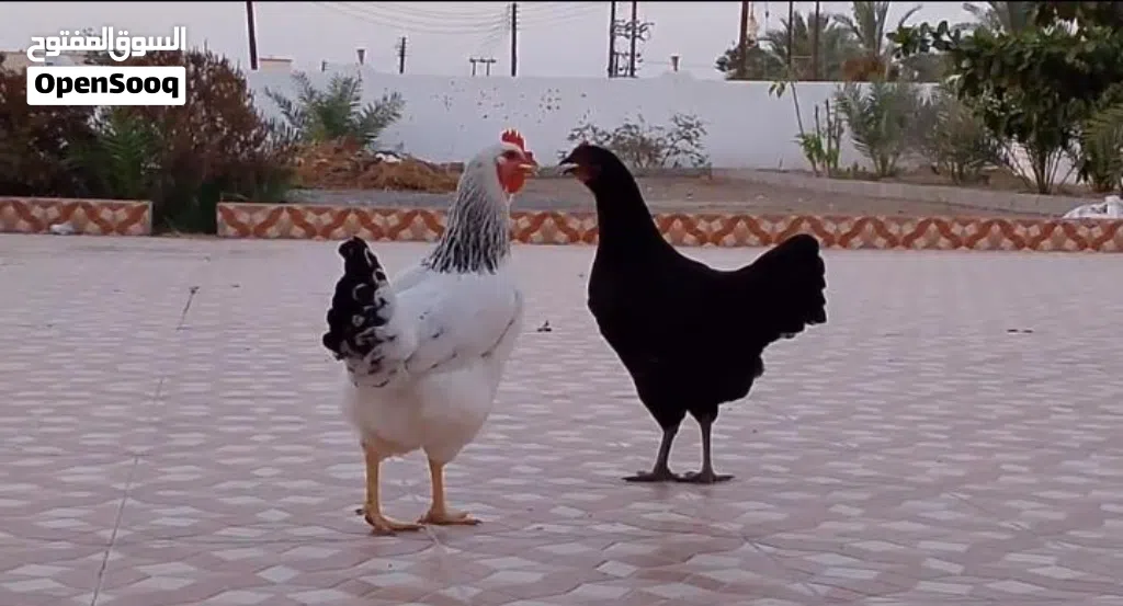دجاج الحجم الضخم جد جد