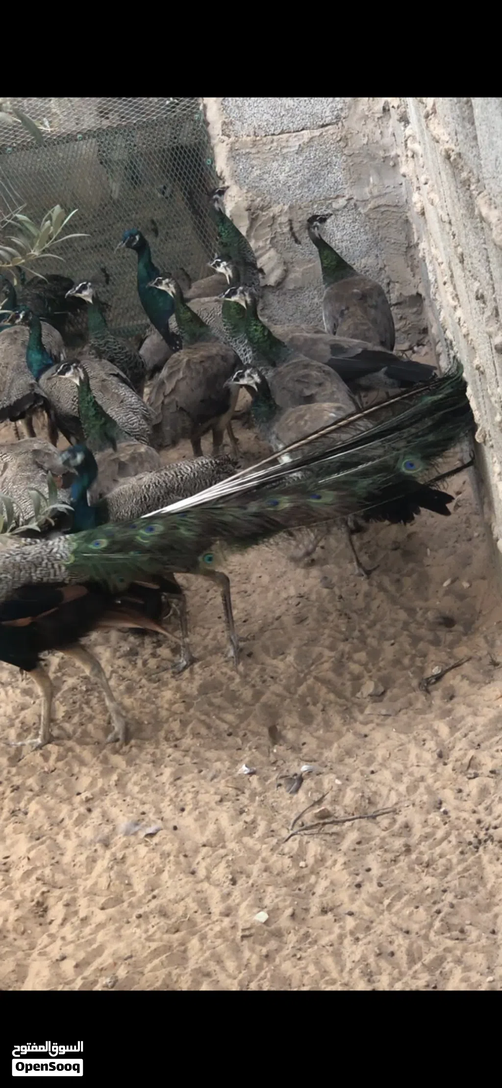 طاوس للبيع