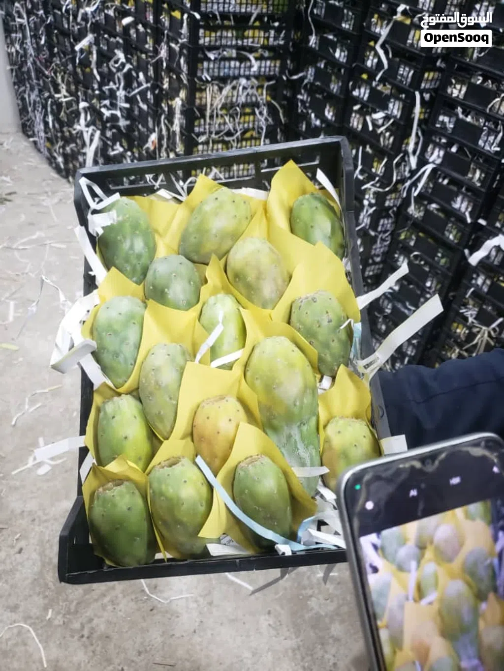 تين شكوي يمني صافي من الشوك درجه اولى Yemeni figs, pure and thornless, first grade