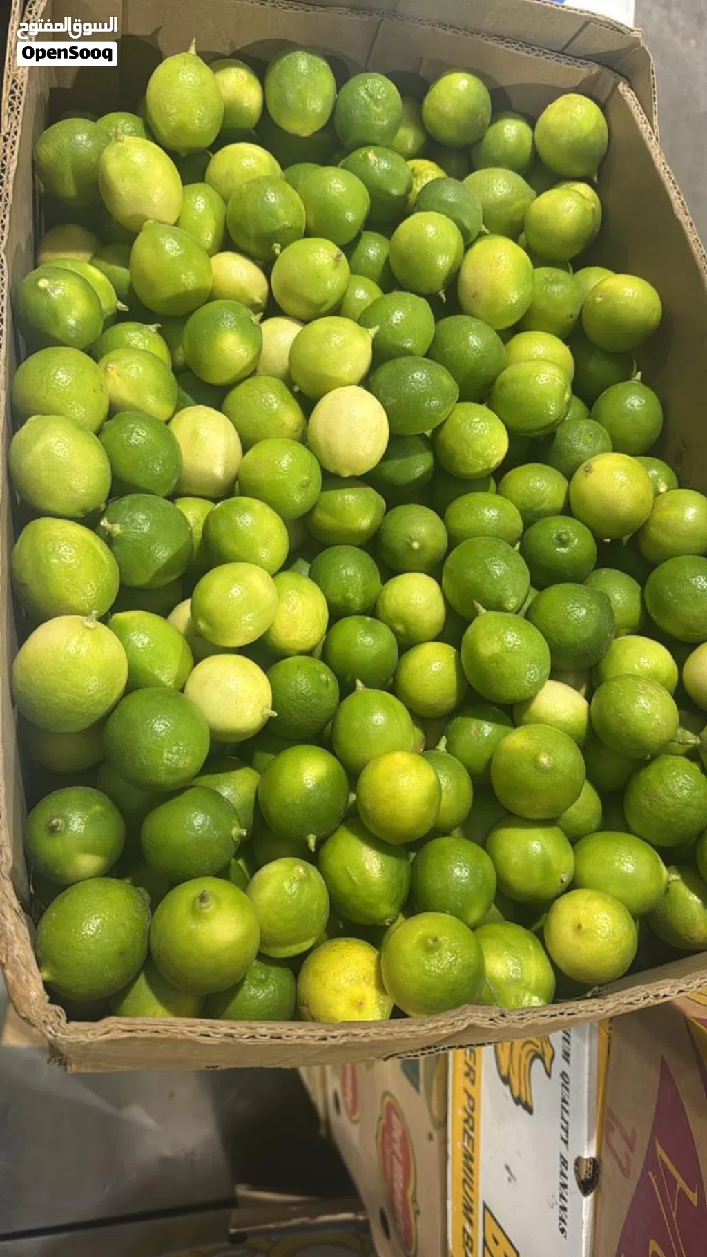 مطلوب شراءثمار ليمون عماني