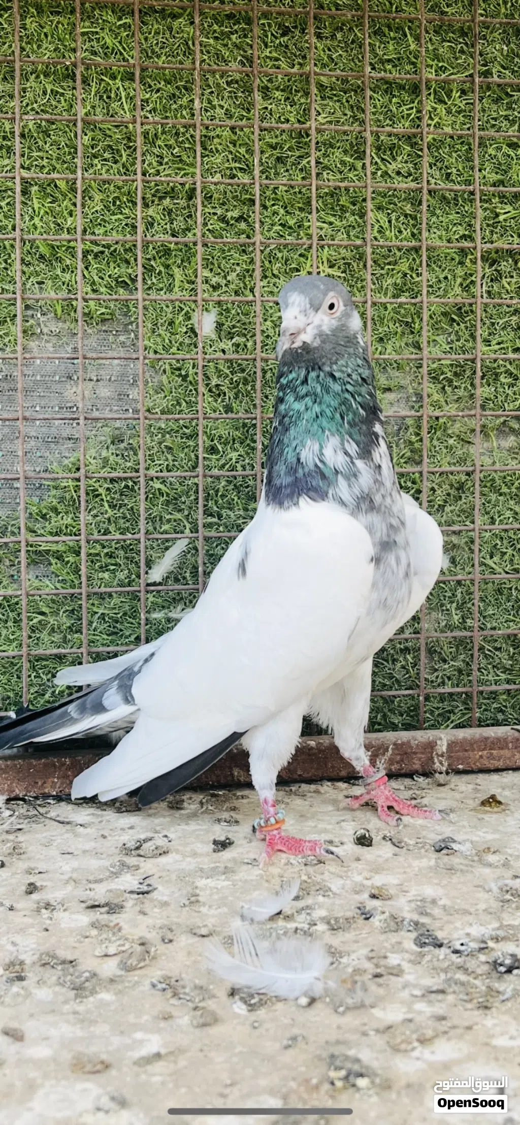 حمّام باكستاني