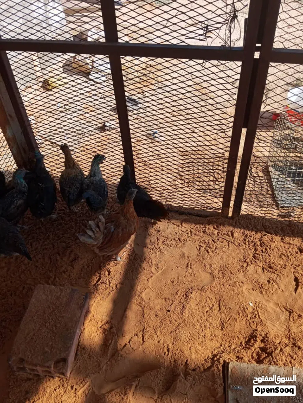 دجاج عربي ربي يبارك العدد 9 دجاج يدحي