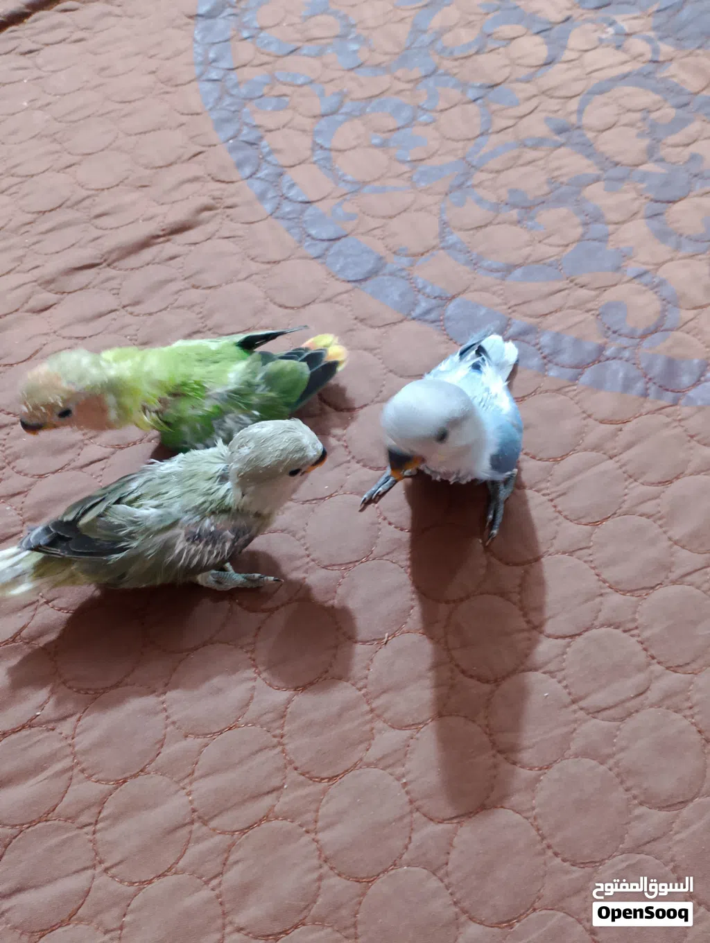 افراخ غندوره