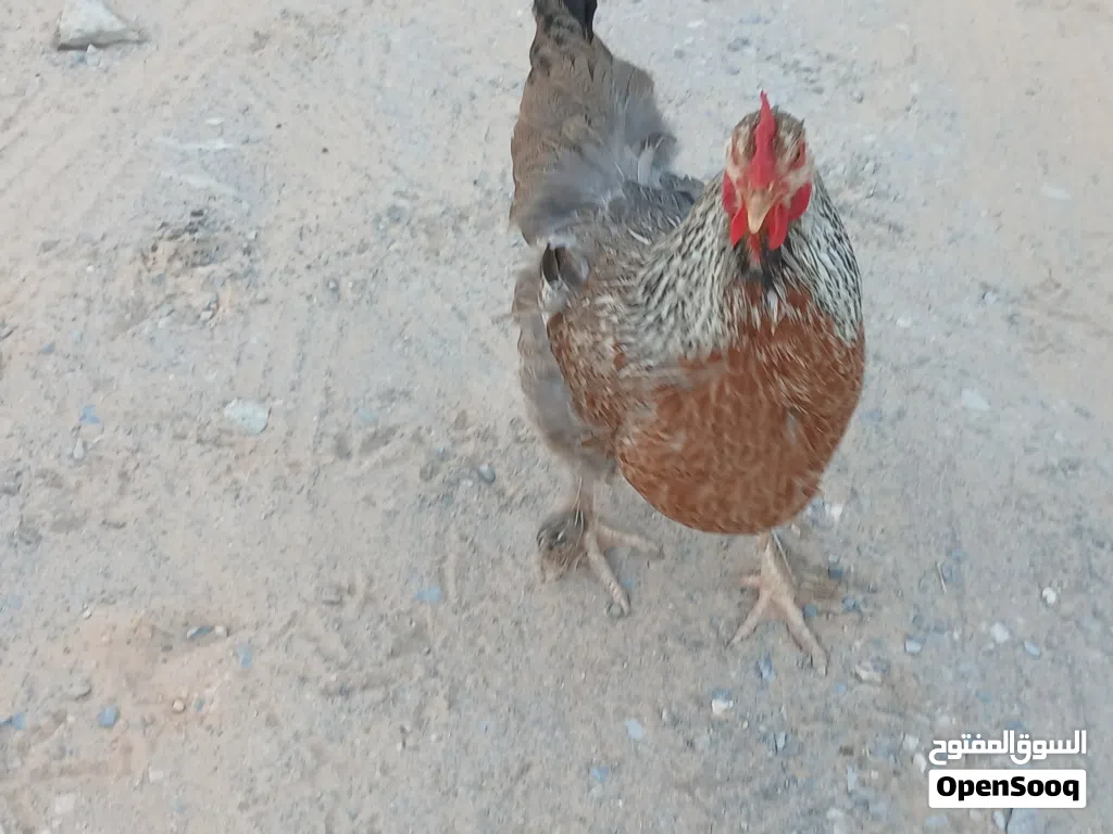 دجاج بلدي غليظ (مضروب برهمة) وديك برهمي سوبريت وديك عادي الله يبارك