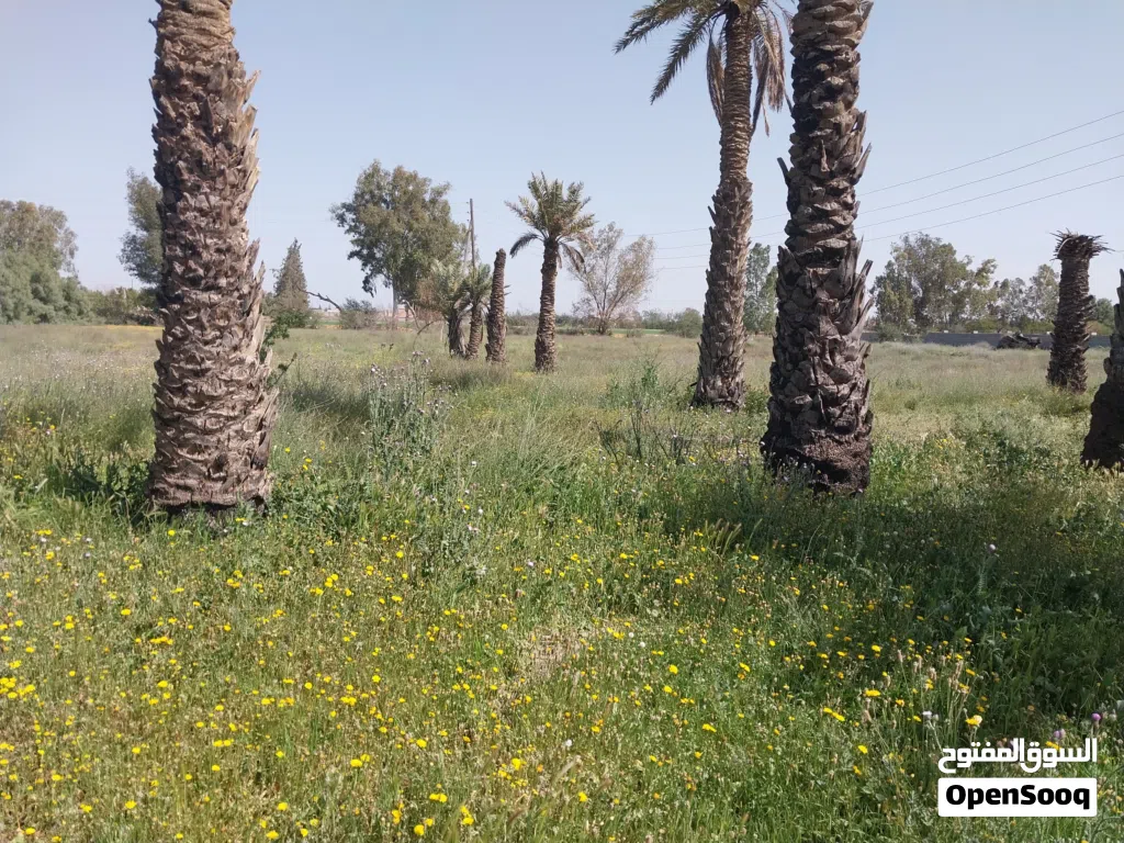 هكتار بقرب من مقبرة سيدي اليائح