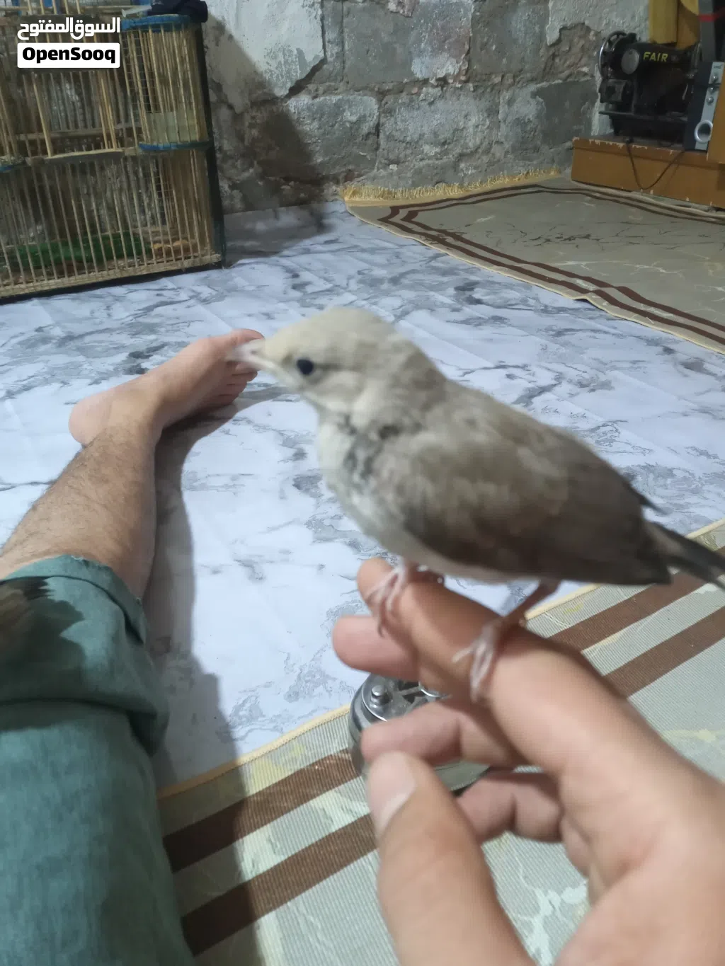 بلابل هزار اقره الوصف