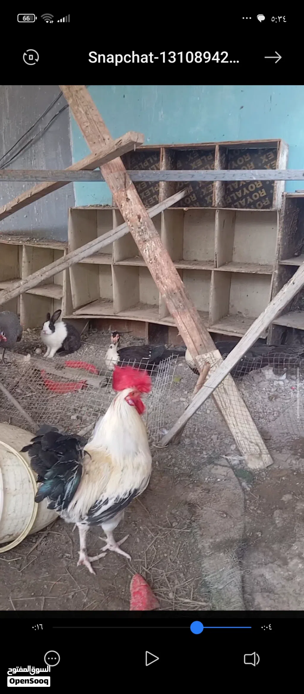 بط وارانب وحمام باكستانيات ودجاج