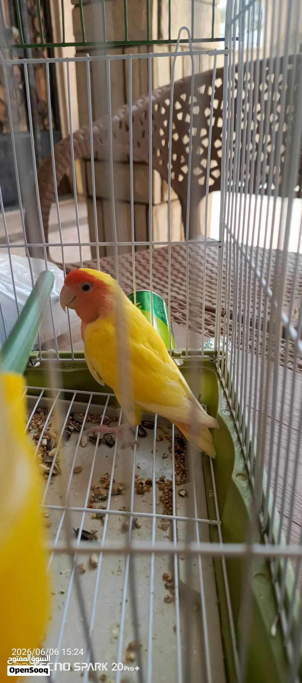 ذكر روز اورنج عين حمرة للبيع