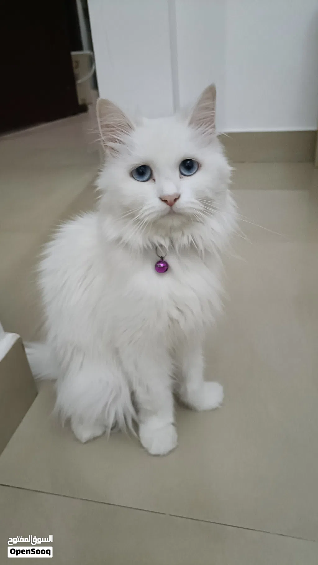 Turkish Angora - 2 year Old - Fully Vaccinated