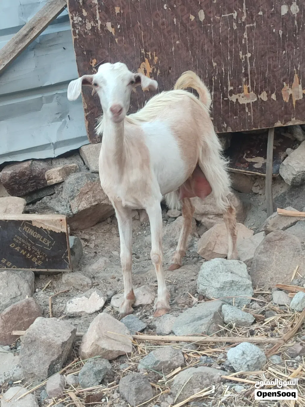 للبيع غنم اللي يريد مال حليب