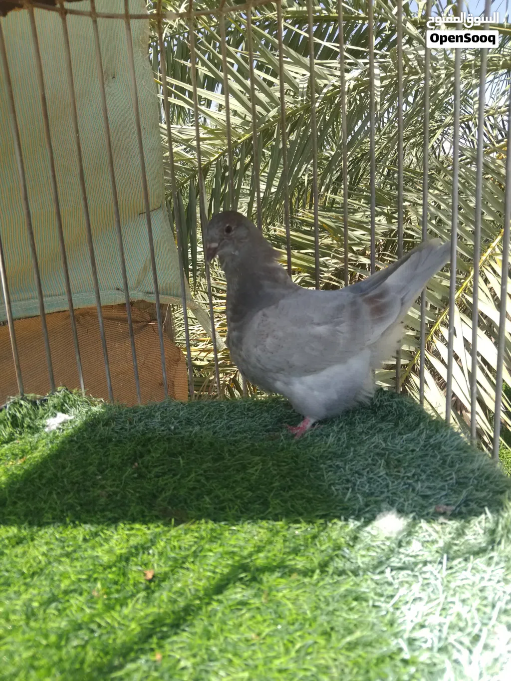 توصيل طيور سمائل مندوب