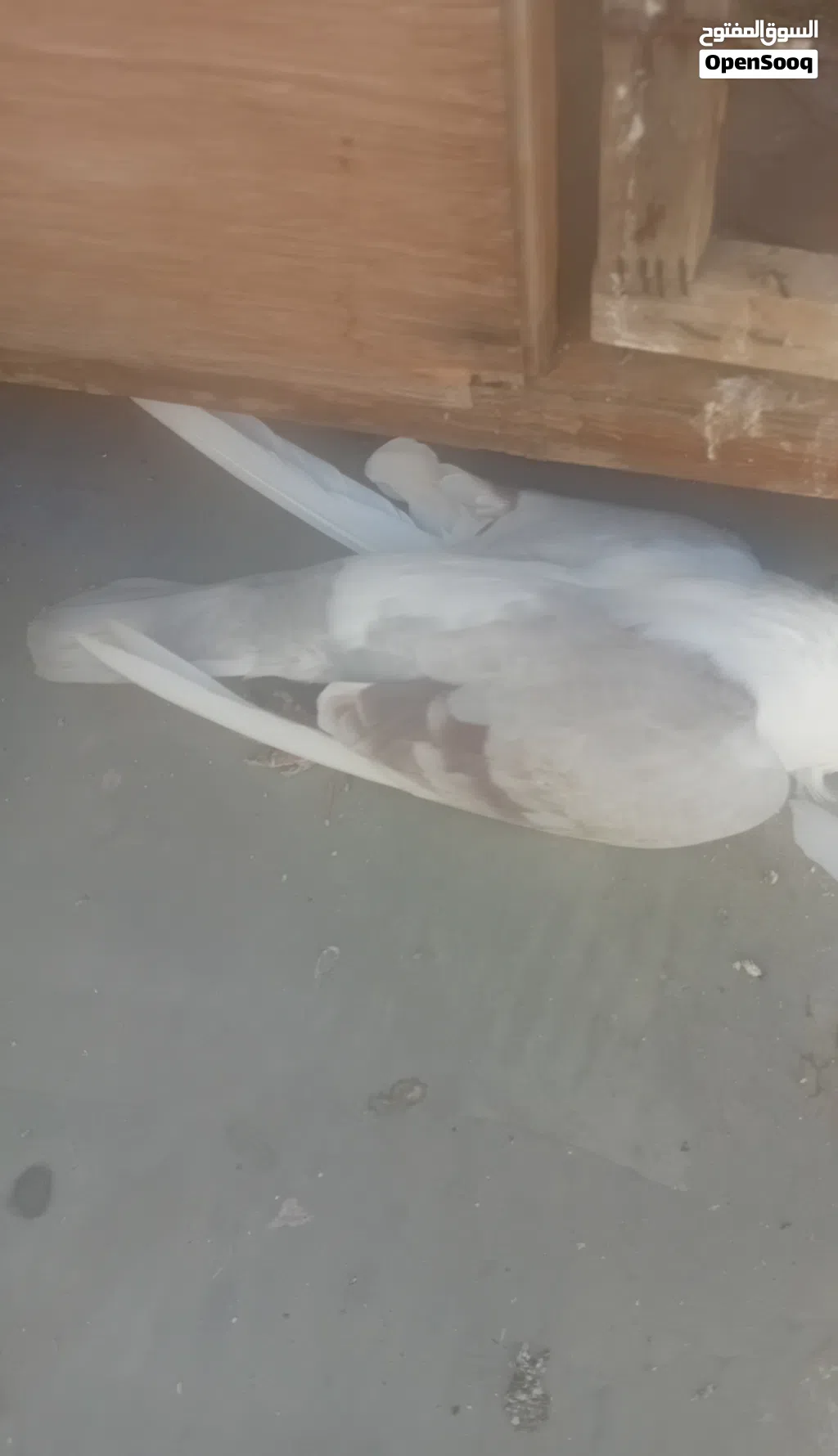 مطلوب طيره اسطنبولية حمراء