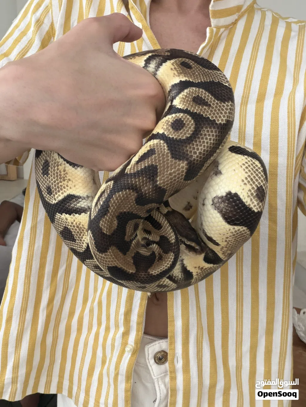 ثعبان Python