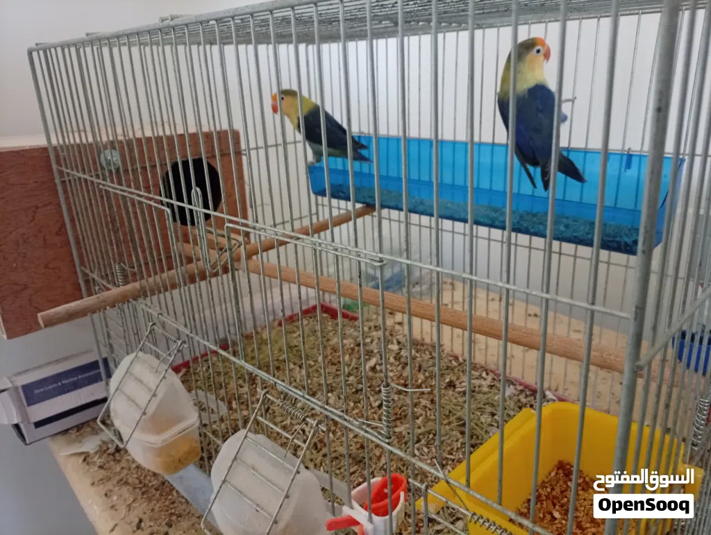 3كوبيات للبيع
