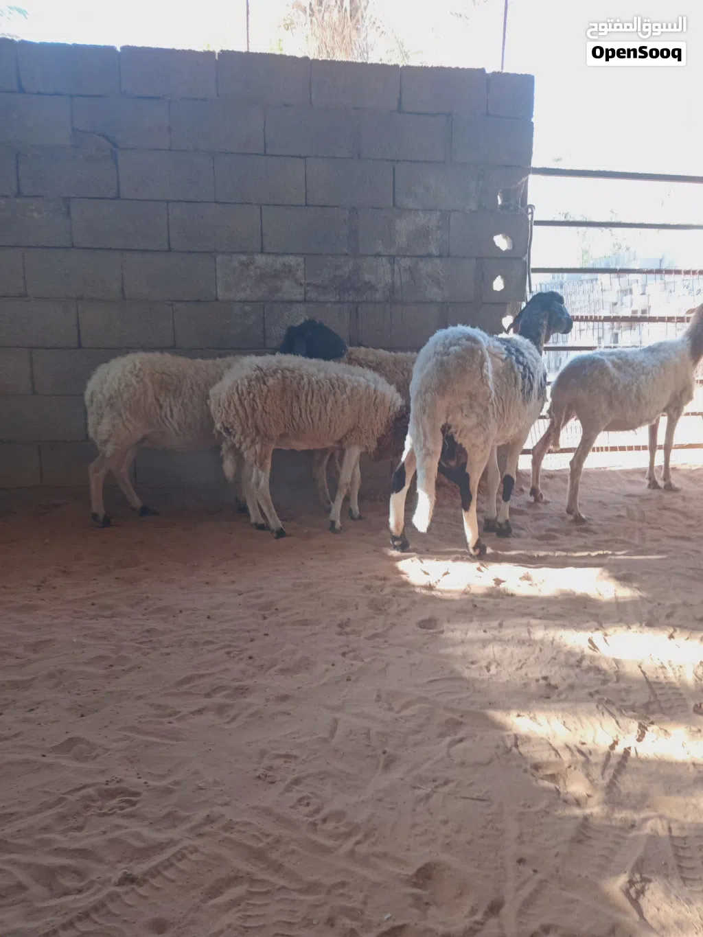 5 نعاج .. فيهم ثلاثه عشار