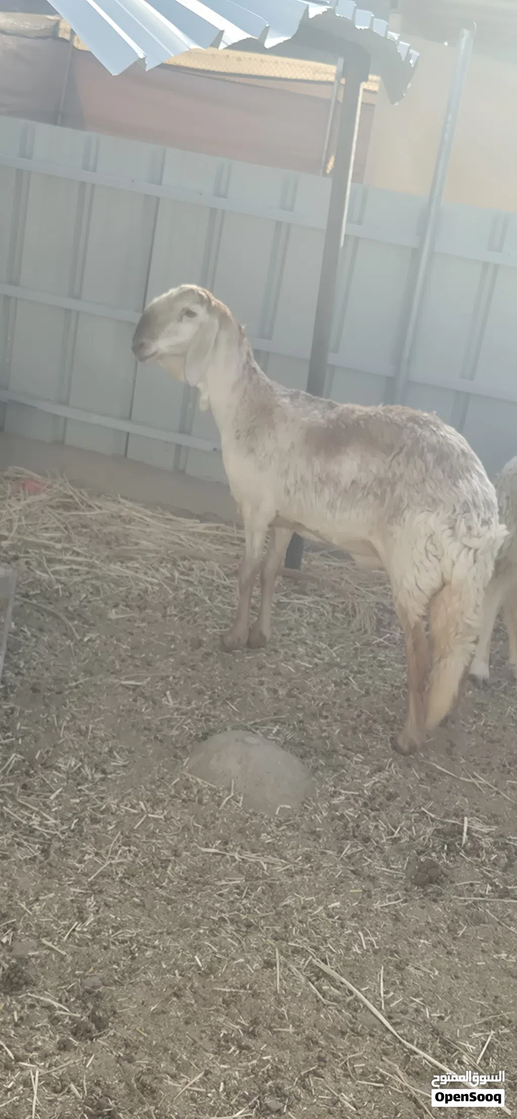 جاعدة سوداني سواكن مد وشور وضخامة