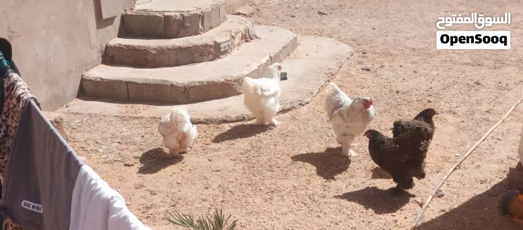 دجاج براهمي