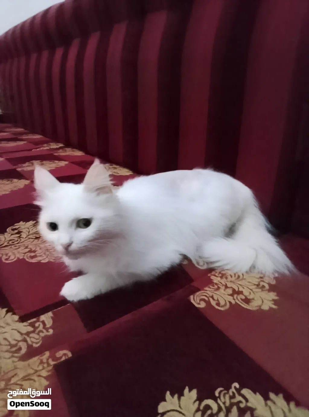 تبنى اوبيع قطة فارسية بيضاء شيرازى