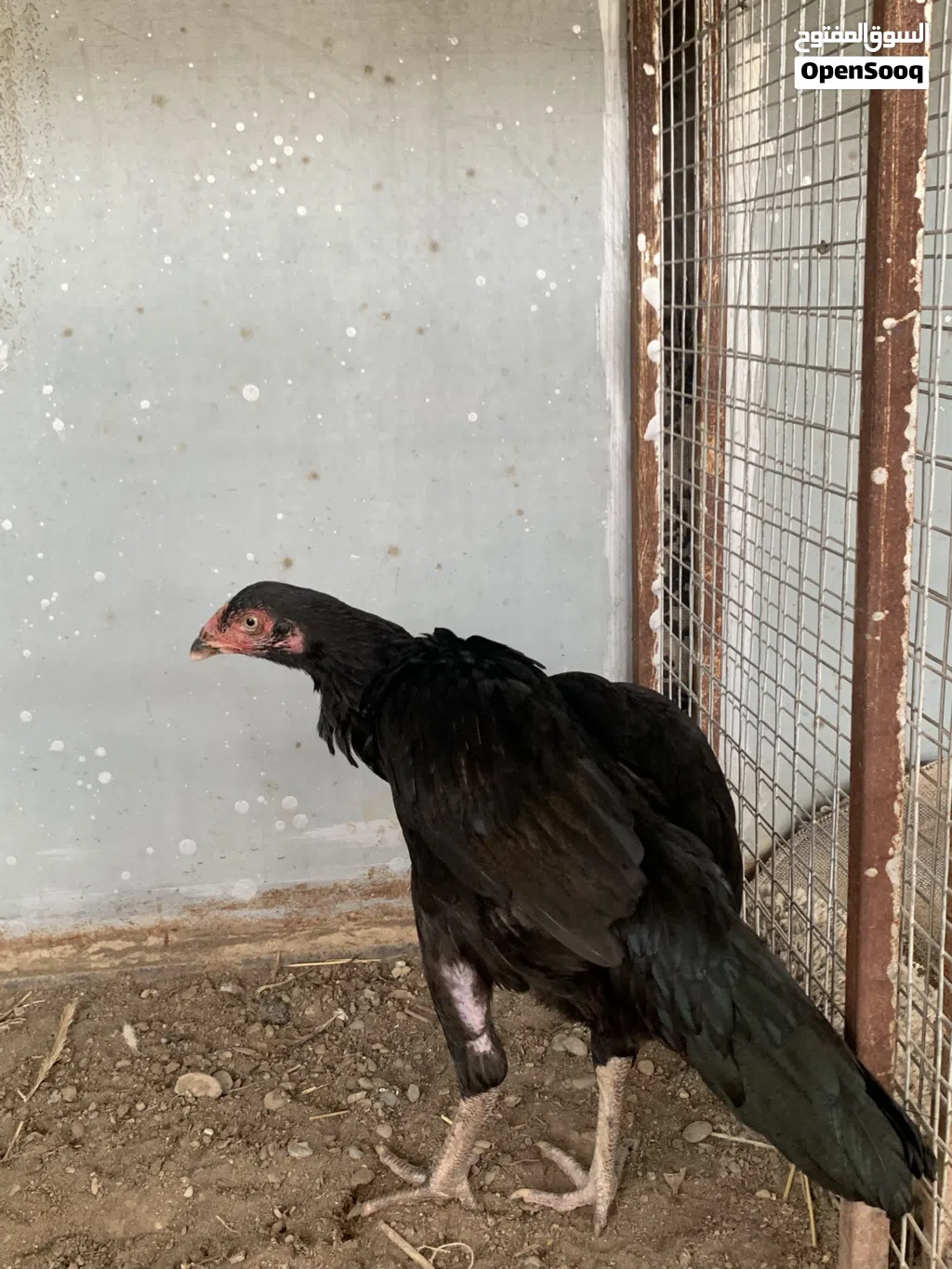 للبيع دجاجه بنجابي سندي