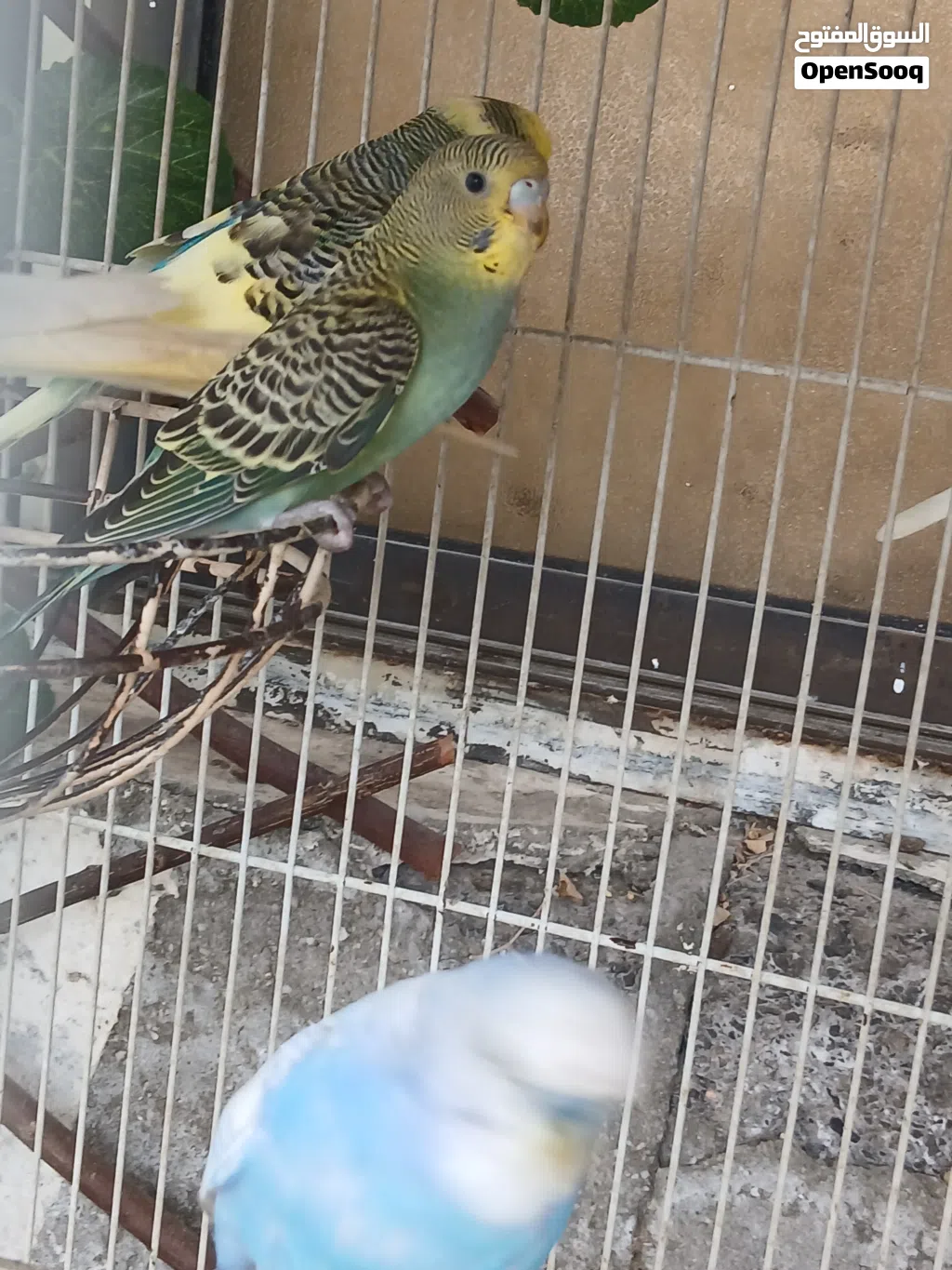 Australian parakeets