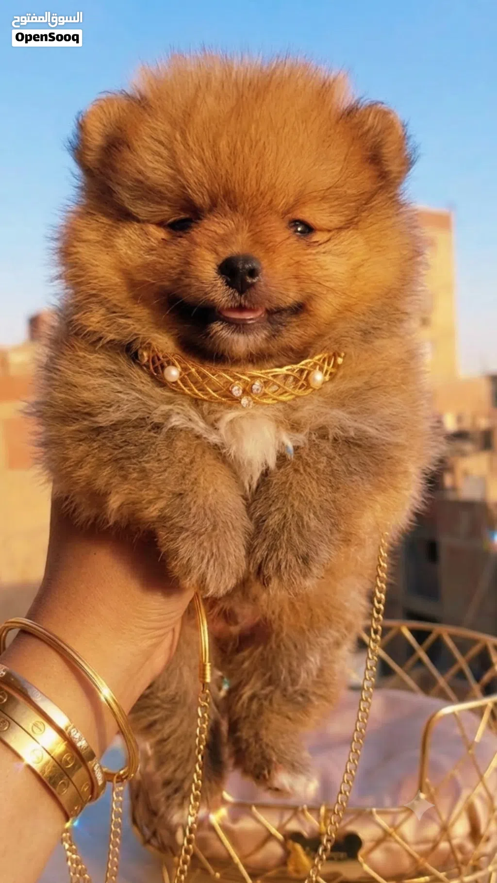 mini pomarian