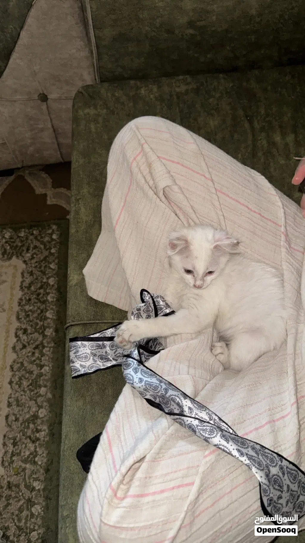 قطة انجورا للتبني