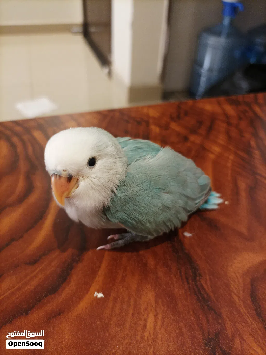 1 month old Rosè parrot for sale