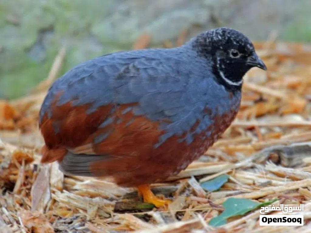 مطلوب سمان صيني ملكي