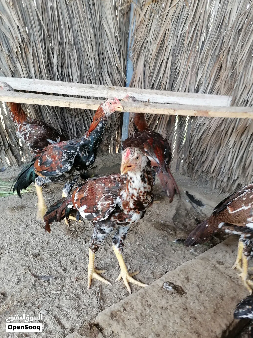 ديك باكستاني حار نسل قوي مضمون