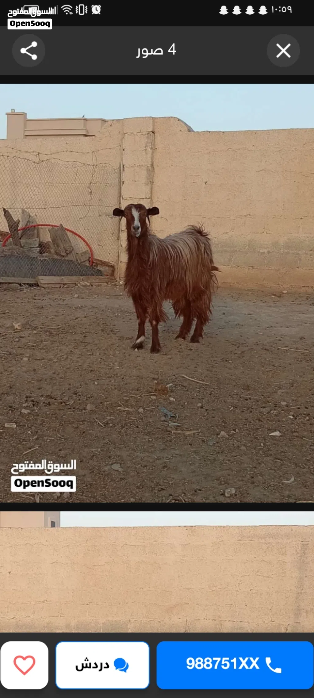 شه من حلل السعيدي أموره طيبه فول سمنه