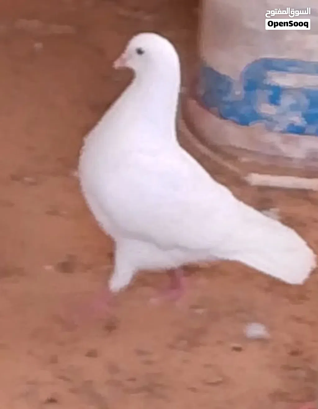 حمام فرنساوي لاحم درجة اوله سلاالة شركة فرنسية دم صافي بضاعة اوله