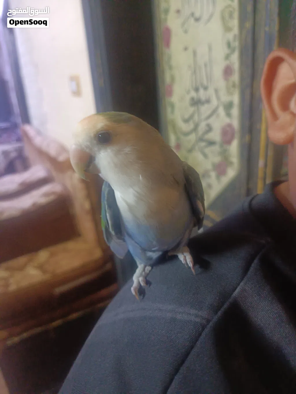 عصفور روز اليف مليون بالميه لعوب جدااا