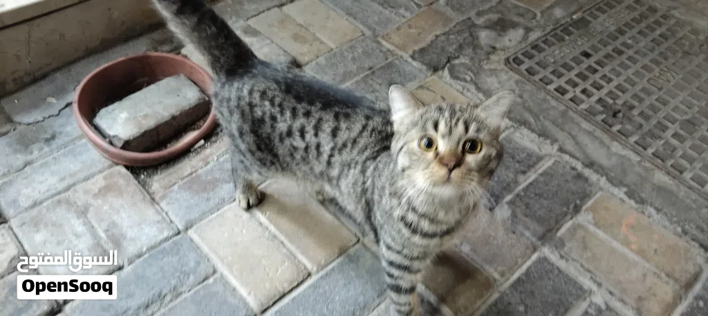 قط منزلي Domestic Shorthair