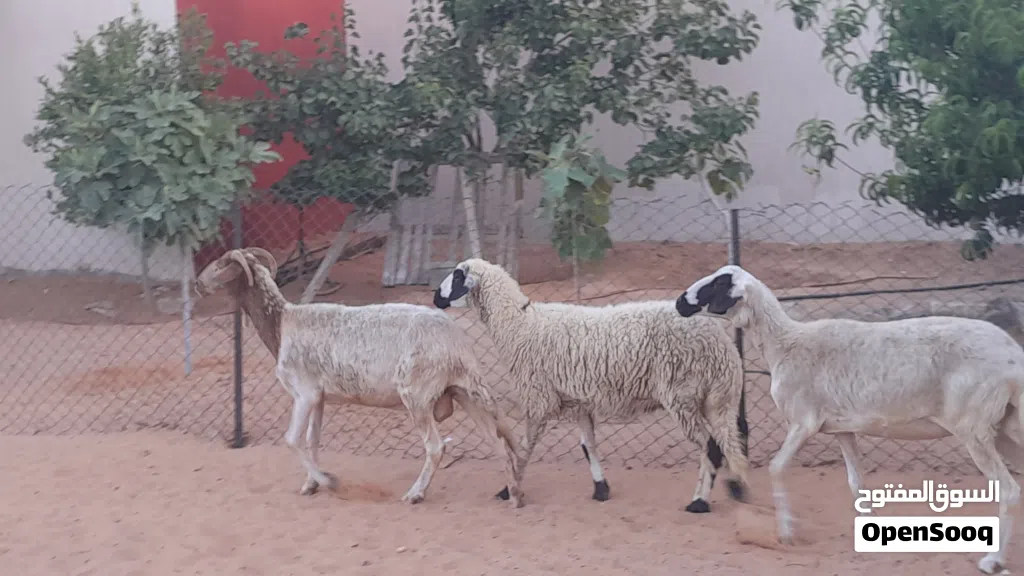 3نعاج وطنيات ربي يبارك عشار بادن الله سنهم زوز رباع ووحده جامعه ضروعهم سليمات مشالله....